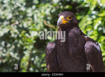 Große Größe Eagle Inn im Boden Stockfoto