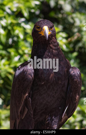 Große Größe Eagle Inn im Boden Stockfoto