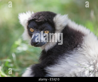 Schwarz und weiß Ruffed lemur Stockfoto