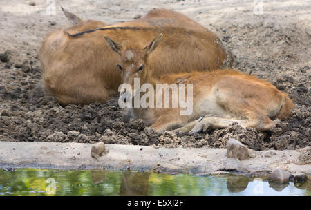 Hirsche im Schatten ruhen Stockfoto