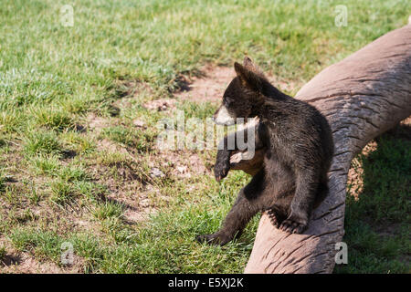 Nahaufnahme von einem Baby schwarz Bärenjunge sitzen auf einem Baumstamm Stockfoto