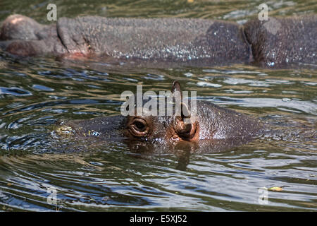 Afrikanische Flusspferd im Wasser ruhen Stockfoto