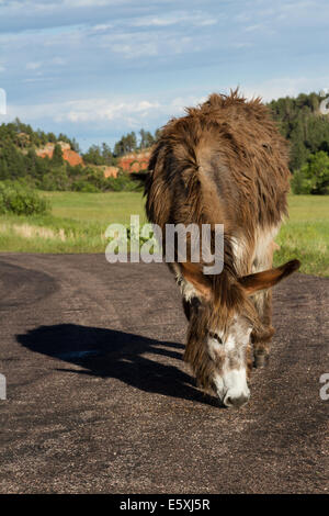 einsame wilde Esel unterwegs im Custer State Park South Dakota Stockfoto