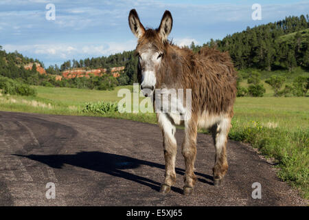 einsame wilde Esel unterwegs im Custer State Park South Dakota Stockfoto