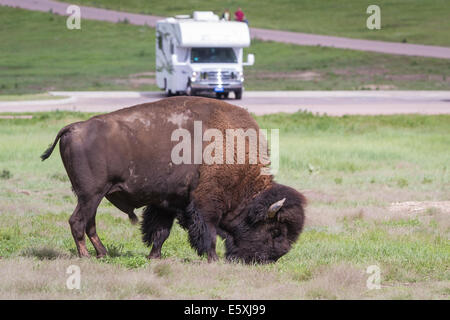 erwachsenen männlichen Büffel Wandern auf grünen Frühling Rasen in South Dakota mit einem Wohnmobil im Hintergrund Stockfoto