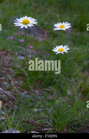 Oxeye Daisy (Leucanthemum Vulgare) Stockfoto