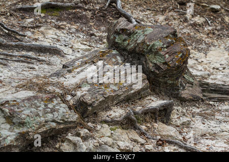 versteinertes Holz fand in einem Wald in South Dakota Stockfoto