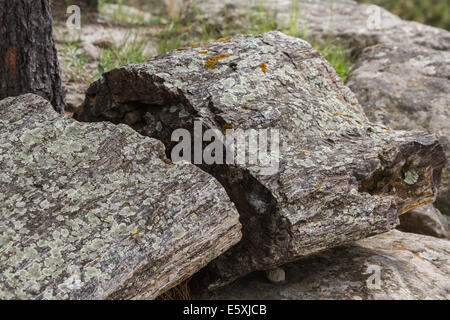 versteinertes Holz fand in einem Wald in South Dakota Stockfoto
