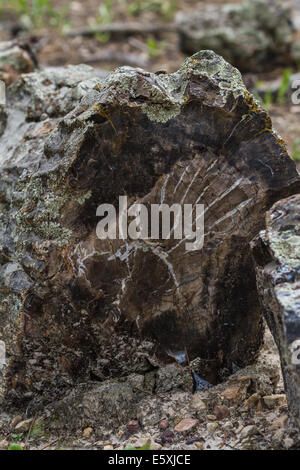 versteinertes Holz fand in einem Wald in South Dakota Stockfoto