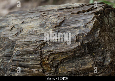 versteinertes Holz fand in einem Wald in South Dakota Stockfoto