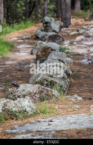 versteinertes Holz fand in einem Wald in South Dakota Stockfoto