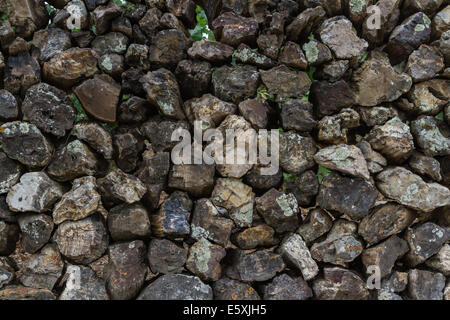 versteinertes Holz fand in einem Wald in South Dakota Stockfoto