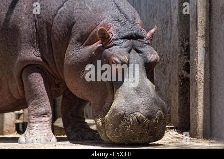 Afrikanische Flusspferd auf Nahrungssuche Stockfoto