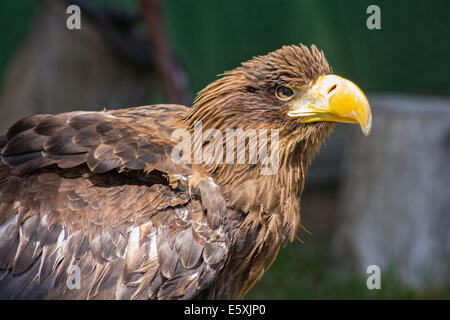 Große Größe Eagle Inn im Boden Stockfoto