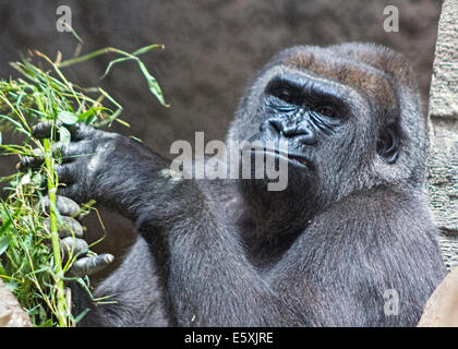 graue Rückseite Gorilla eine Niederlassung Essen Stockfoto