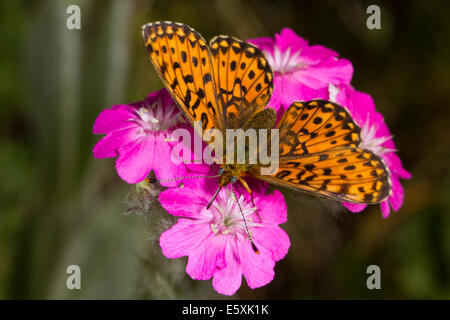 Titanias Fritillary (Clossiana Titania) Fütterung auf Blume des Jupiter (Silene Flos-Jovis) Blumen Stockfoto