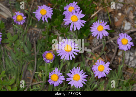 Alpen-Aster (Aster Alpinus) Stockfoto