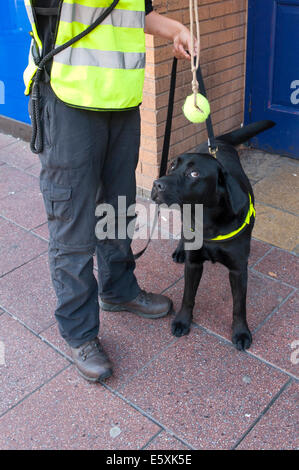 Cardiff, UK. 7. August 2014. Schwarze Labrador Droge Hund Fletcher wird mit einem Spiel belohnt. Malpeet K9 Academy von Bridgend, Wales - einer von Großbritanniens führenden Spezialisten bei der Verwendung von operativen Hundeteams zur Detektion von Sprengstoffen und Drogen - trainieren Hunde in Queen Street live Drogen durchgeführten Malpeet K9 Academy-Teilnehmer zu erkennen. Wenn ein Hund richtig Drogen erkennt wird es sofort mit einem Spiel mit einem Tennisball an einer Schnur belohnt. Viele Auszubildende Hundeführer sind militärische Personal Umsiedlung in das zivile Leben. Bildnachweis: Graham M. Lawrence/Alamy Live-Nachrichten. Stockfoto