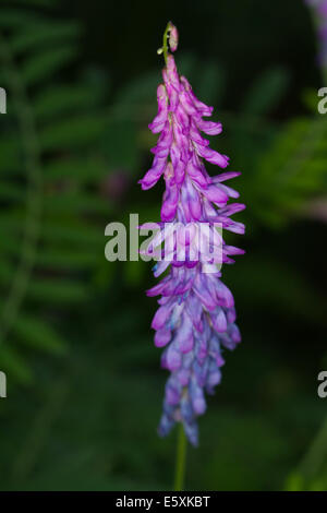 Getuftete Wicke (Vicia Cracca) Blume Stockfoto