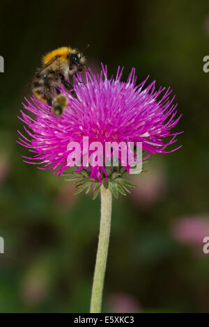 Alpine Distel (Blütenstandsboden Defloratus) Blume Stockfoto