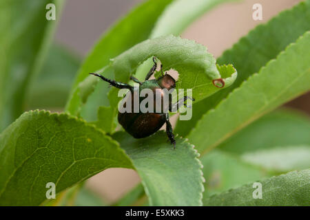 Japanischer Käfer (Popillia Japonica) - Virginia, USA Stockfoto