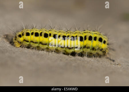 Sechs-Spot Burnet (Zygaena Filipendulae) Raupe Stockfoto
