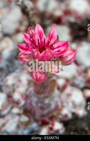 Cobweb Hauswurz (Sempervivum Arachnoideum) Blume Stockfoto