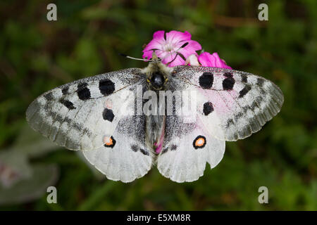 Apollo (Apollo schon) Schmetterling Stockfoto