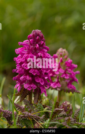 Verticillate Läusekräuter (Pedicularis Verticillata) Blumen Stockfoto