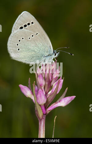 Grün-Unterseite blau (Glaucopsyche Alexis) Stockfoto