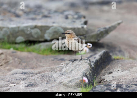 Weiblichen nördlichen Steinschmätzer; Oenanthe Oenanthe auf einem Felsen Stockfoto