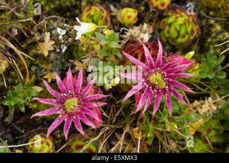 Montane Hauswurz (Sempervivum Montanum) Blume Stockfoto