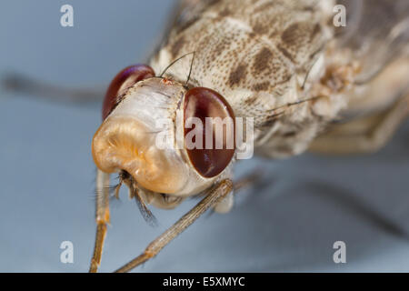 Teneral Savannah Tsetse-Fliegen (Glossina Morsitans) ca. 10 Minuten nach dem Bewegungsapparate mit Ptilinum aufgeblasen Stockfoto