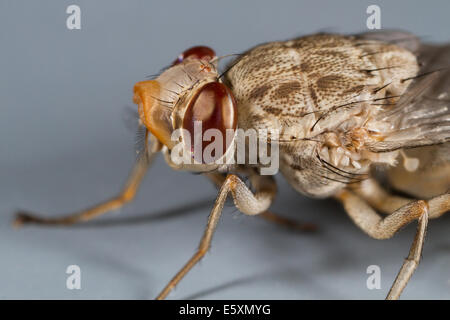 Teneral Savannah Tsetse-Fliege (Glossina Morsitans) über 15 Minuten nach dem Bewegungsapparate mit teilweise ging ptilinum Stockfoto