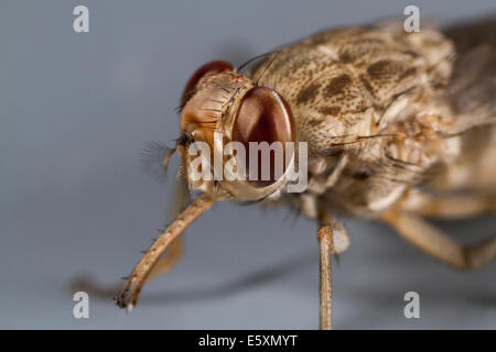 Savannah-Tsetse-Fliege (Glossina Morsitans) ca. 15 Minuten nach dem Bewegungsapparate mit fast vollständig ging ptilinum Stockfoto