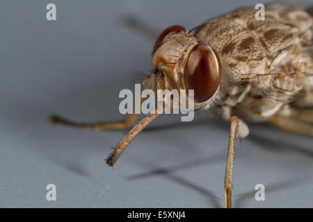 Savannah-Tsetse-Fliege (Glossina Morsitans) ca. 15 Minuten nach dem Bewegungsapparate mit fast vollständig ging ptilinum Stockfoto