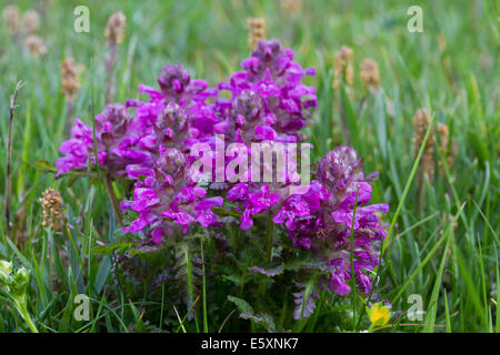 Verticillate Läusekräuter (Pedicularis Verticillata) Blumen Stockfoto