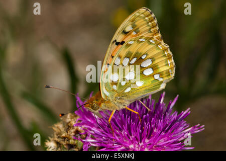 Dunkelgrüne Fritillary (Mesoacidalia Aglaja) Fütterung auf eine größere Flockenblume Blüte Stockfoto