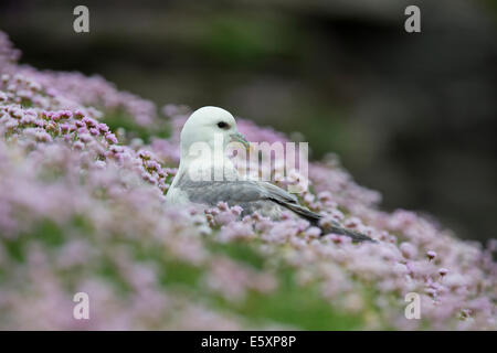 Fulmer, Fulmarus Cyclopoida in einem Meer von rosa Stockfoto