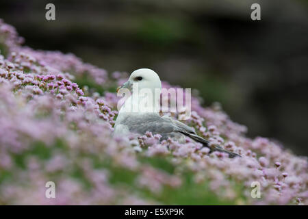 Fulmer, Fulmarus Cyclopoida in einem Meer von rosa Stockfoto