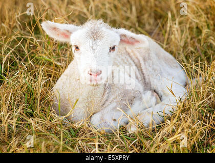 ein Tag altes weißes Suffolk Schafe Lamm Stockfoto