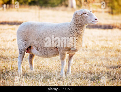 eine weibliche weiße Suffolk Schaf stehend in einem Feld Stockfoto