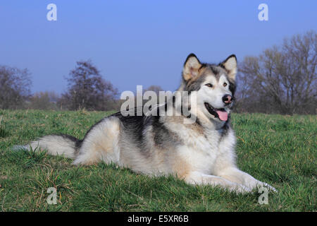 Alaskan Malamute auf einer Wiese liegend Stockfoto