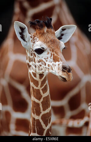 Retikuliert Giraffe (Giraffa Plancius Reticulata), Jungtier, stammt aus Afrika, Gefangenschaft, Deutschland Stockfoto