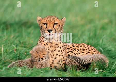 Gepard (Acinonyx Jubatus), Weibchen mit jungen, ursprünglich aus Afrika, Gefangenschaft, Deutschland Stockfoto