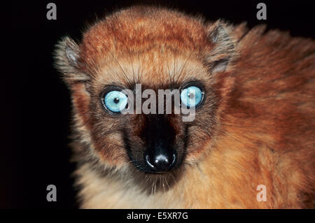 Blau-gemusterte schwarze Lemur (Eulemur Flavifrons), Weiblich, ursprünglich aus Madagaskar, Gefangenschaft, Deutschland Stockfoto