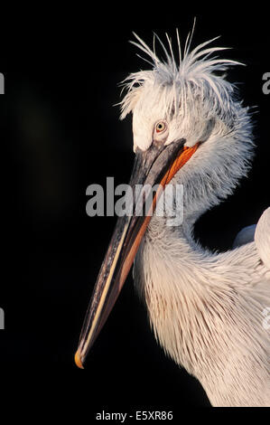 Krauskopfpelikan (Pelecanus Crispus), heimisch in Europa und Asien, in Gefangenschaft, Deutschland Stockfoto