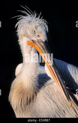 Krauskopfpelikan (Pelecanus Crispus), heimisch in Europa und Asien, in Gefangenschaft, Deutschland Stockfoto