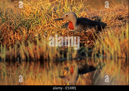 Red-throated Loon (Gavia Stellata), brüten auf Nest, Schweden Stockfoto