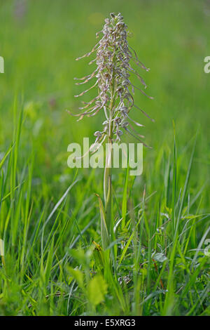 Lizard Orchid (Himantoglossum Hircinum), Baden-Württemberg, Deutschland Stockfoto